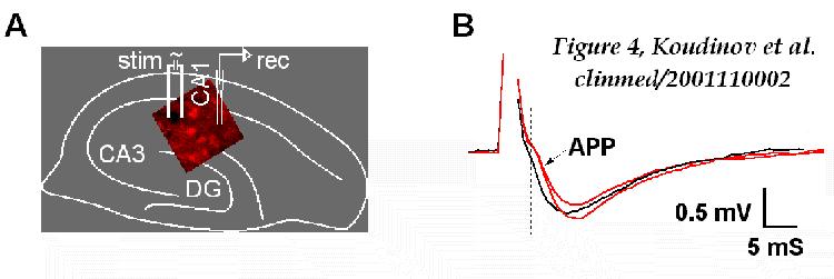 Figure 4: Schematic matching of the positioning of the recording (rec) and stimulating (stim) electrodes and congo red fluorescence of plaque-like amyloid